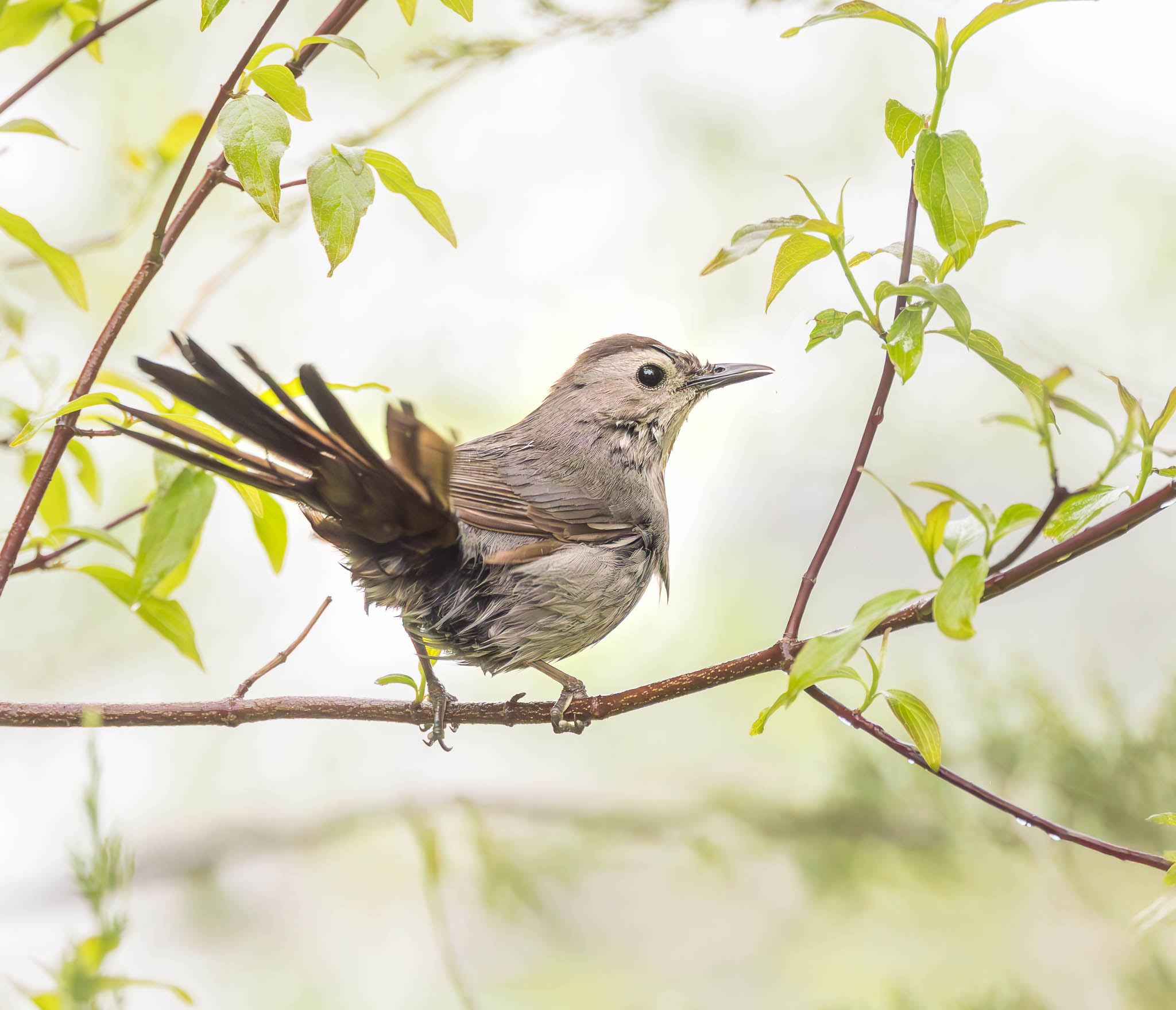 Gray Catbird